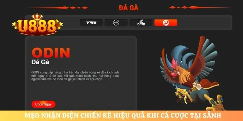 Mẹo nhận diện chiến kê hiệu quả khi cá cược tại sảnh