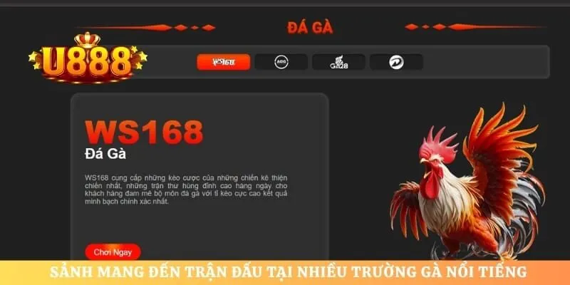 Sảnh mang đến trận đấu tại nhiều trường gà nổi tiếng