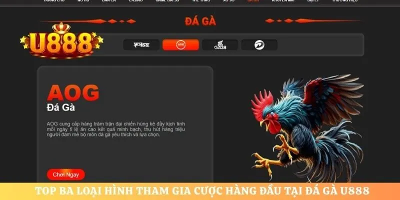 Top ba loại hình tham gia cược hàng đầu tại đá gà U888